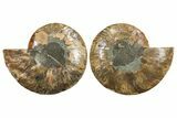 Cut & Polished, Crystal-Filled Ammonite Fossil - Madagascar #296411-1